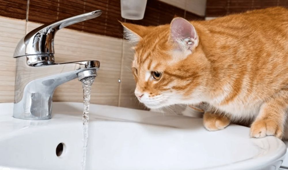 ������������� ����� ���������� ������ 25 ��� ����� ��������������