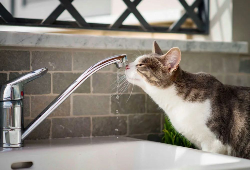 ������������� ����� ������ ����������� ����������� � ������������ ������