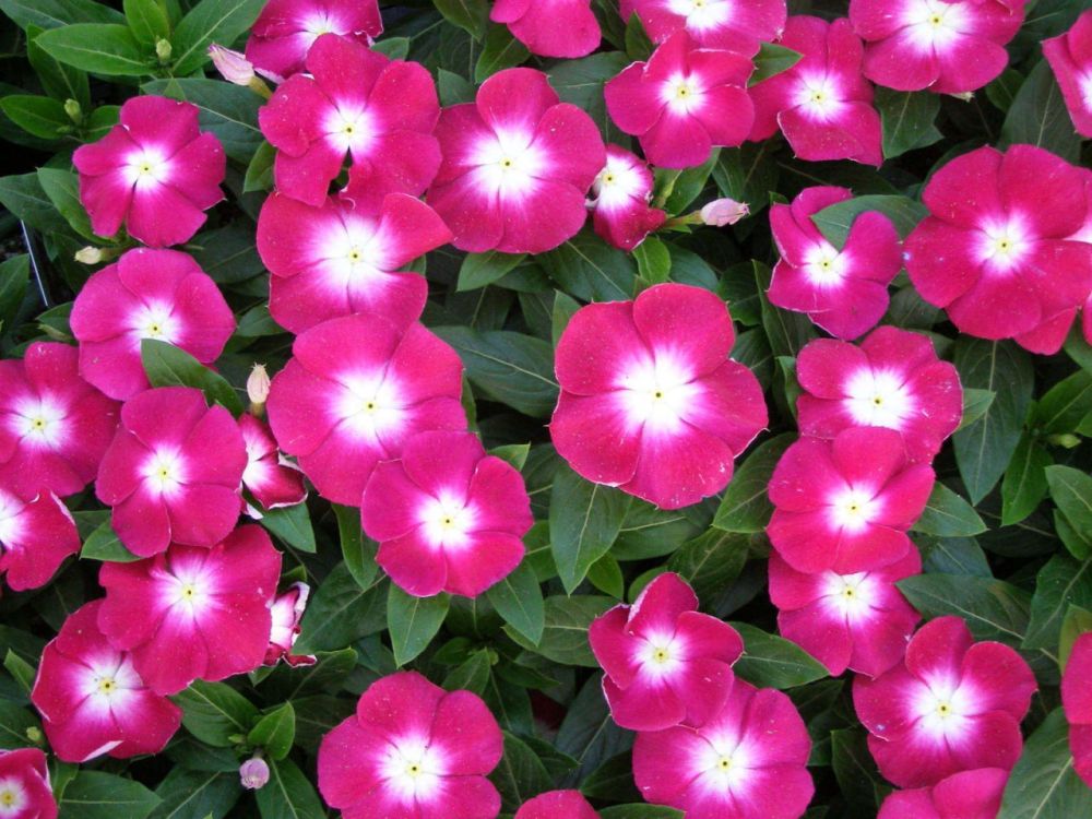 ����� ������� 85 �� 120 ����� ������