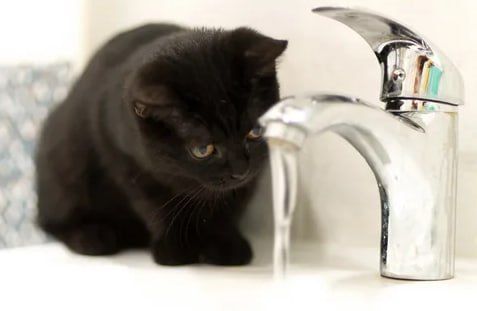 ������������� ��������� ���� �������� ������������ ������� �������