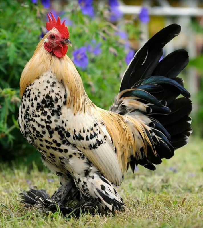 ��������� �������������� � ��������������� ���������� �������������� ��������� ��� ������������� ����������