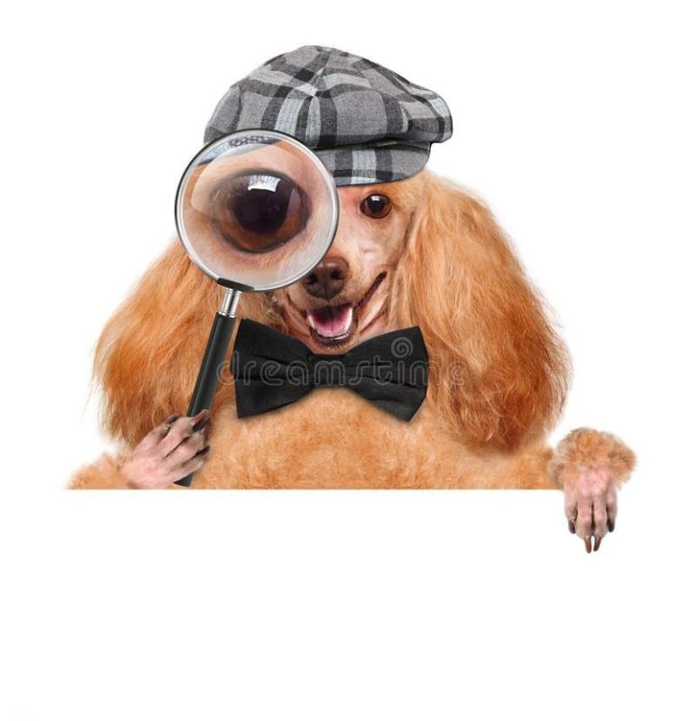 ����������� ������� ������������� ���, ���������� �������� NtechLab, ������� ������� ��� ������ �������� ��������