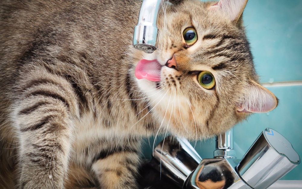 ������������� ����������� ���� �������� ������������ �� ������ �������� ���