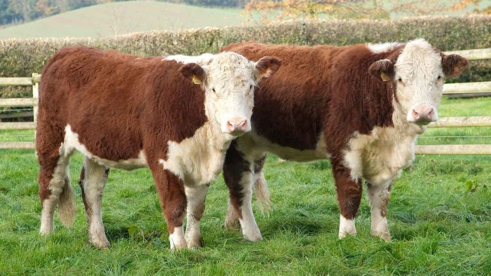 ����������� �� ���������������� �������� �������� ����� �� ������������