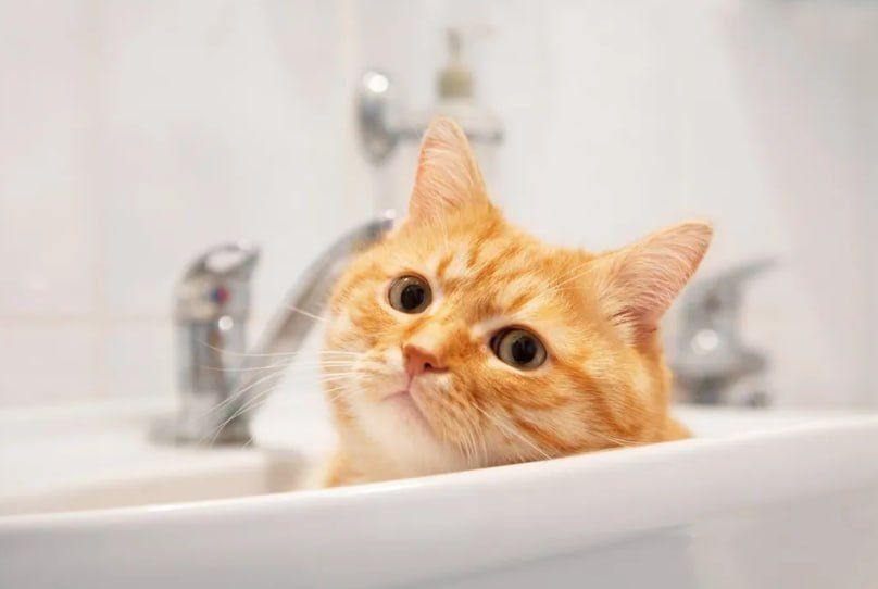 ������������ �������� �� ��������� ������� ������ ���� ��������� ������� 13-15 ����