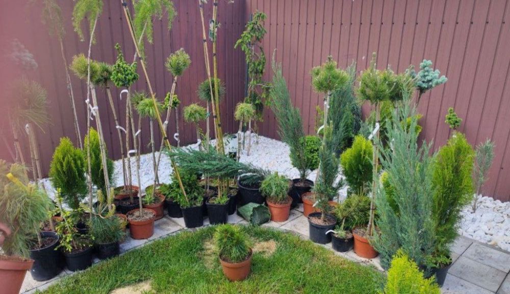 ����������� ����������������� �������� ������� ��������� �������������� ���������, ��������� �� ���������� �� ���������� ��������� �������� ����������