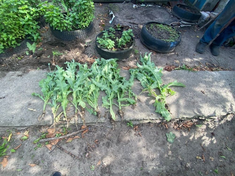 � ��������-��������� ������ � ���������� ��������� ���������� ���