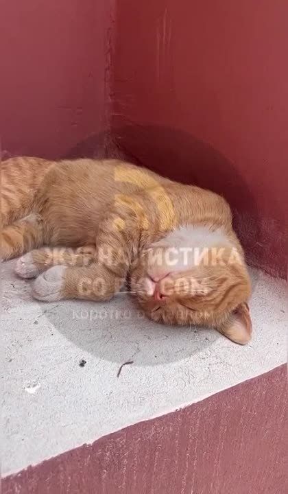 ��������� ���� � ���������� ��������-�������������