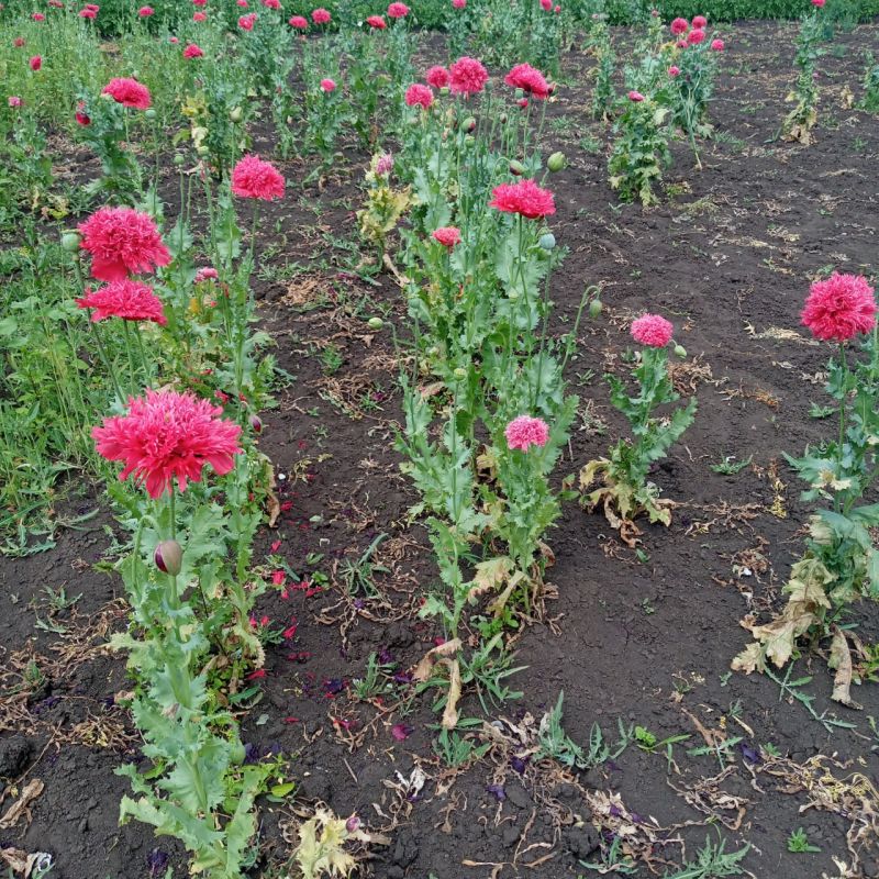 ������������ ���� ������ ������������ ��������� ���������� ��������������� ����������� ����