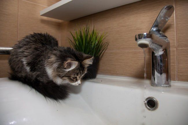 � �������� �� ���������� ������ �������� ���� 22 ����