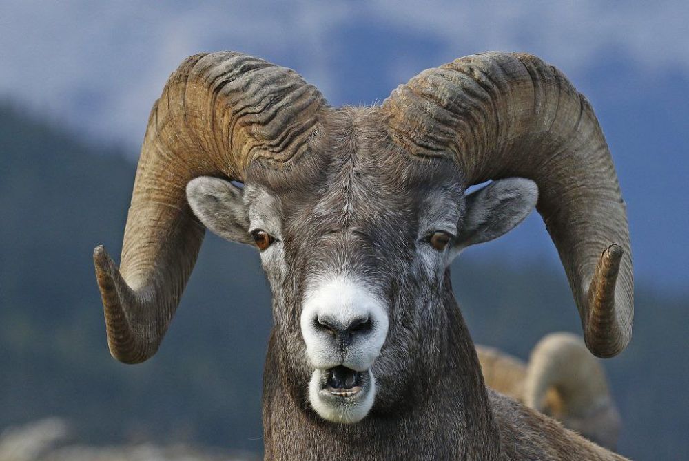 ��������� �������������� � ��������������� ���������� �������������� ��������� ��� ������������� ����������