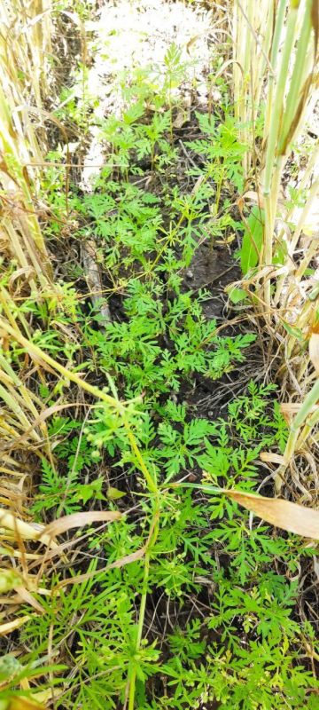 ������ ����� ���������� ������������ ��������������� �����������, ����������� �� ���������� ��������� �������� ����������