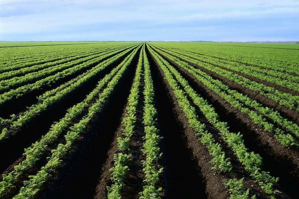 ������������ ����������� ����� ���� �����������, ��������� � ���������������� ���������� ������ ��������������������� ����������