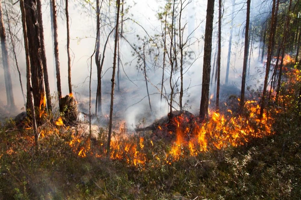 ���������� ���� ������������� ������ ������� ��������� � ���� � 44 ���������� ��������, ������� ����������� �������, �������� � ��������� �������� ����������, ��������� � �������������� ��������������� �������� �������������� (������ � ���������)