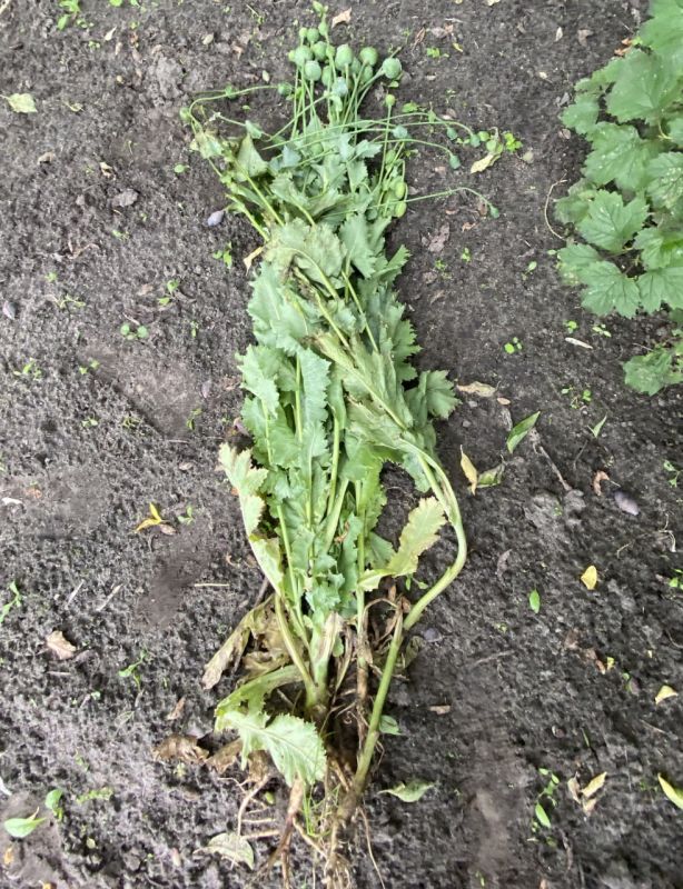 � ������ ������� ��������� ���������� 413 ������ ����������� ����