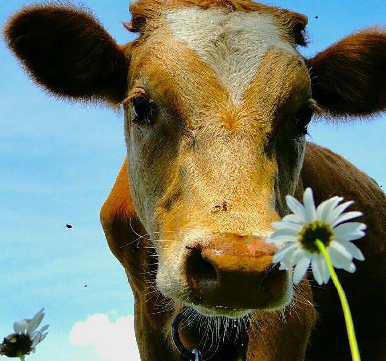 � ������������� ��������� �������������� ��������� ��� ������������� ����������