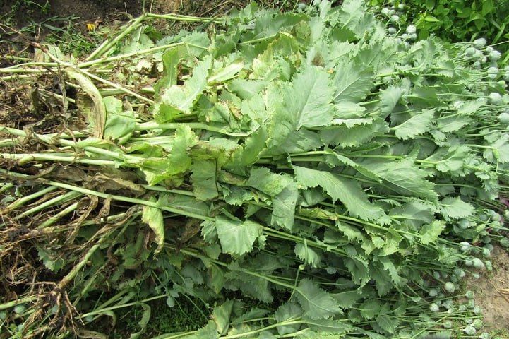 � ������ �������������� ������ ������ 426 ������ ����������� ����