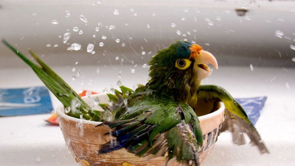 ����������� ������������ � ������������ ������������� �������� ��� � ������� �������� 7-8 ����