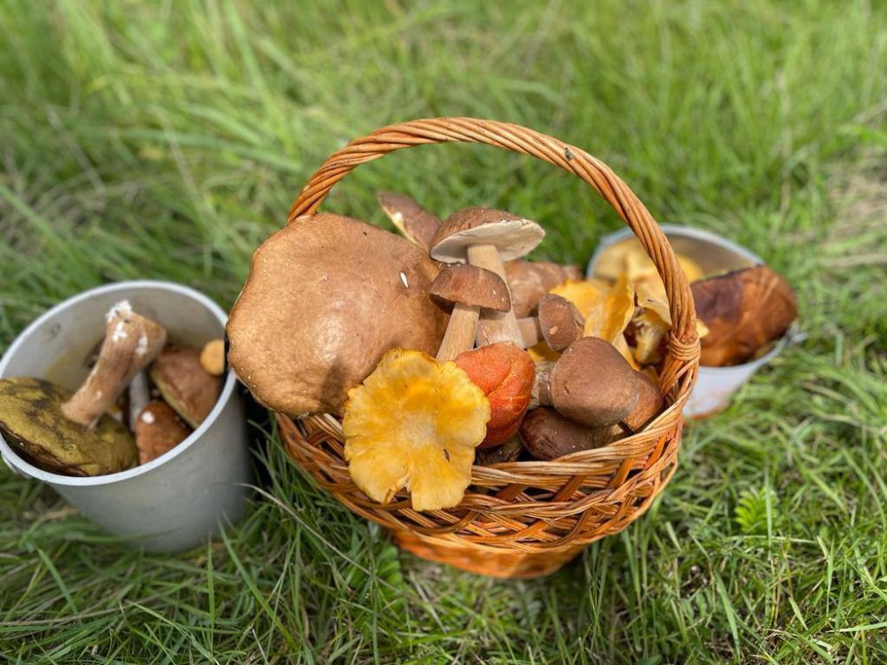 Сенатор РФ от ЛНР Дарья Лантратова показала результат «тихой охоты»