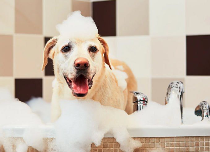 ����������� ��������� � ������ ����������� ������������� ��������� ������� ������