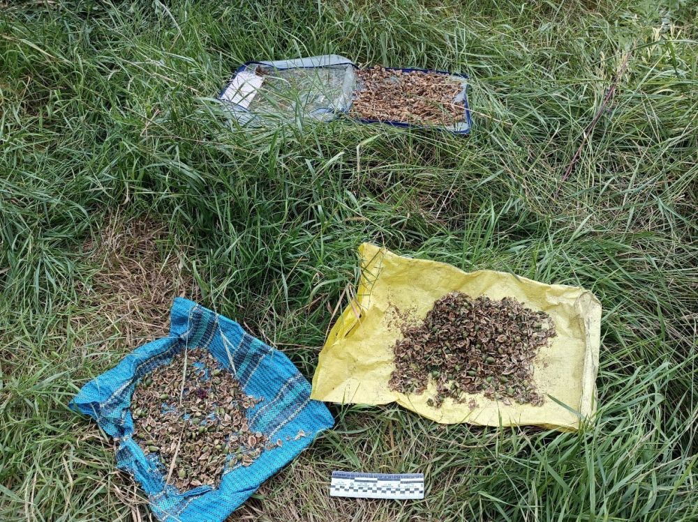 � ������������ � ���������� ������ ��������, ���������� ������������� ��������