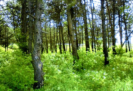 ��������� ������������ 17 ���� � ��� �� 29 �������� �����