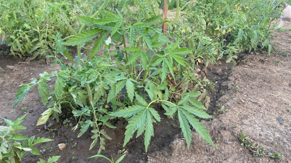 � ���������� �������� ���� ����������� ��������������� ��������, ���������� ������������� ��������