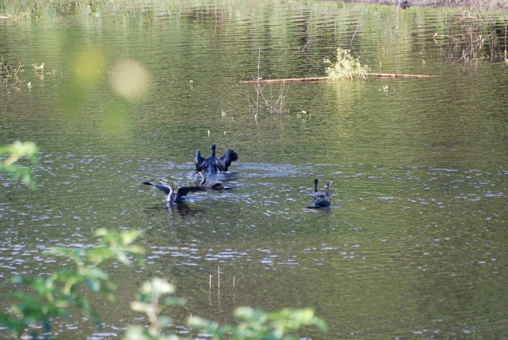 ������ ����� ������� � 1999 ���� �������� �� ���������� ������ ����������, �������� � ���������� ���