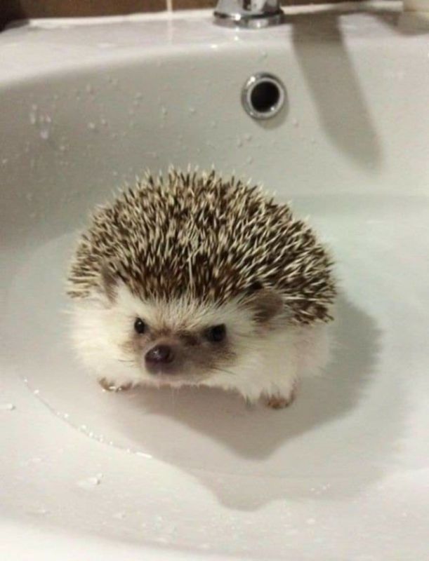 ������������� ����� ���������� ������ ������������ ������� �������