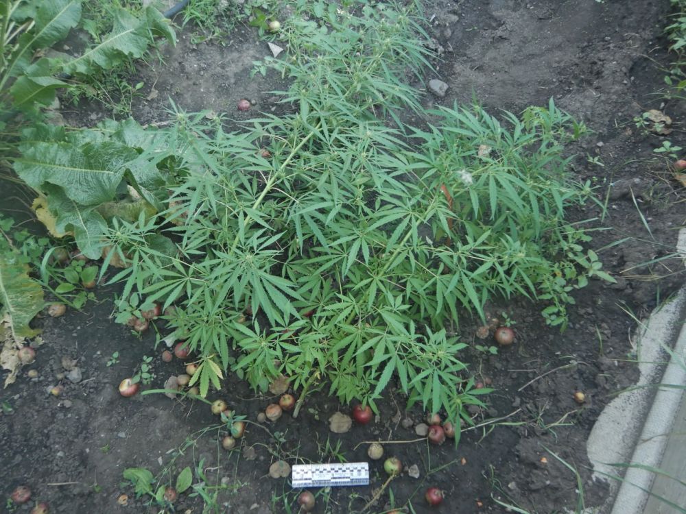 � ������ ����������� ���������� ������������� �������� � ���������