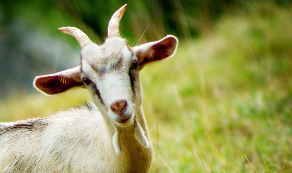 ��������� �������������� � ��������������� ���������� �������������� ��������� ��� ������������� ����������