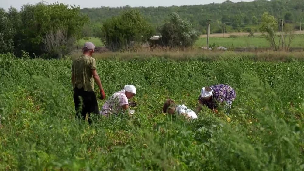 Министр сельского хозяйства и продовольствия ЛНР Евгений Сорокин ознакомился с уборкой летнего урожая овощей на одном из фермерских хозяйств Краснодонского района
