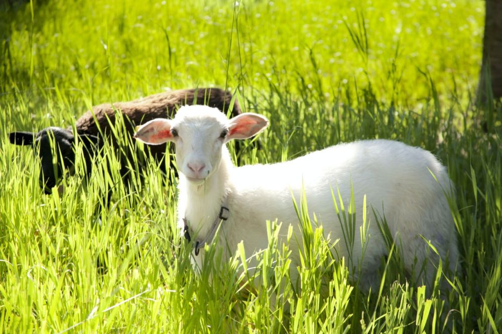 ��������� ��������� ���������� �/� �������� ��������� ����������� ������������ ����������