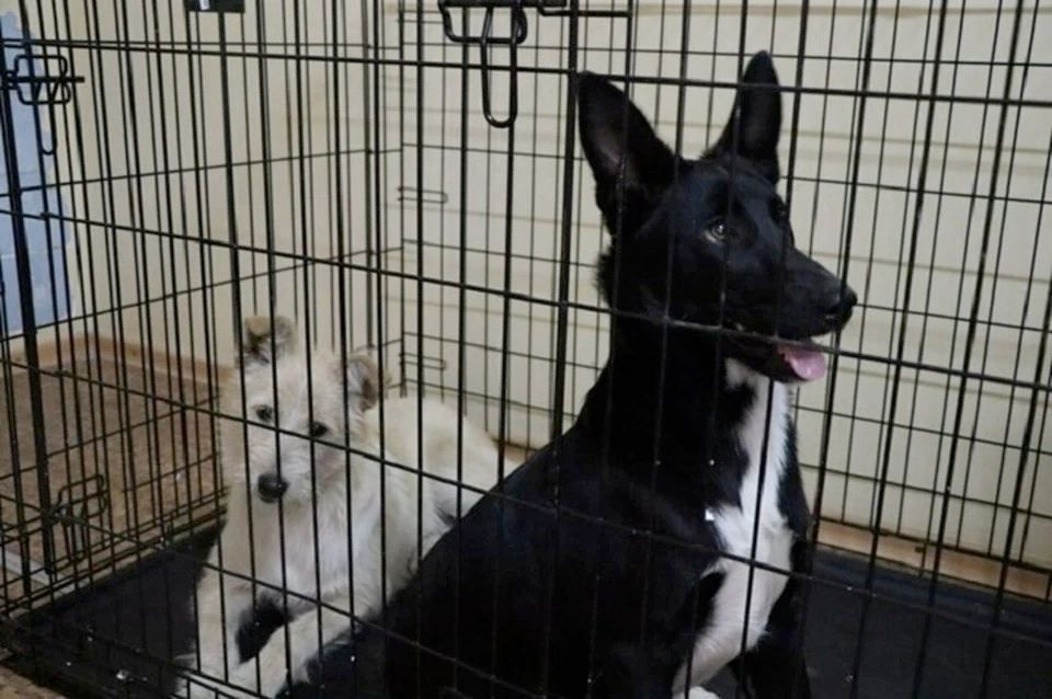 � ������������� ���������� ��������� ����� ������ �������� ������� ��������