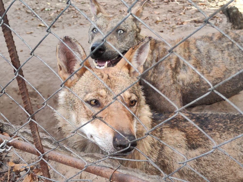 ������������� ���������� ����������������� �� ��� ��������� ����������-��������� ����������� ��� �������������� � ������ ������� �� ���������� ��������