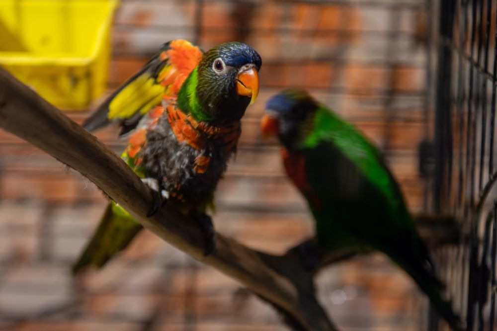 � ����������� ������� �������� ������������ ���� � ��������