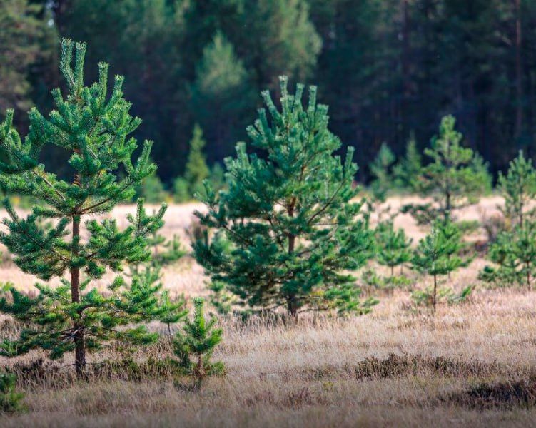 � ����� �������� ������ ������ �������������� �� ������� ����� 600 ����� ��������