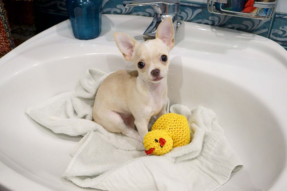 ������ ���� ���� ��������� ���������� � ���������������� ������� ������������ �� ������ �������� ���