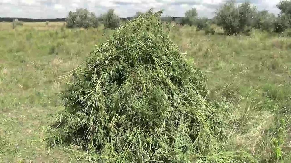 ������������ ������� � �������� ���������� ������� 600 ������ ������������ �������