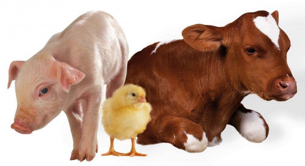 ��������� �������������� � ��������������� ���������� �������������� ��������� ��� ������������� ����������