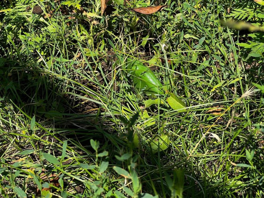 � ����������� �� ����� ������ ����� �� ��������������� ������������� �������� ���������� 14-������ ���������, �������� � �� ��� �� ���