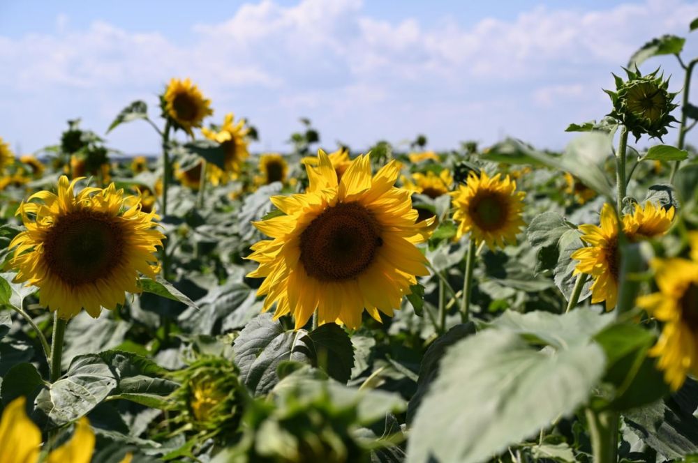 �� ���������� �������� � ��������� �������� ���������, ����������� � ���������� �������� ���������� ������ �������������