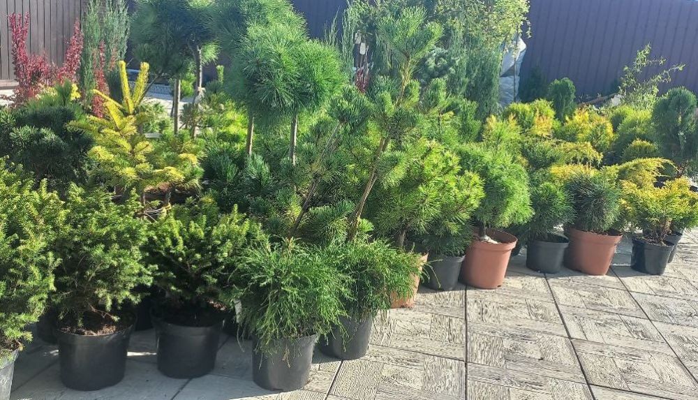 ����������� ���������������� ���� �������� ���������� � ������� ����� �������� �� ��������