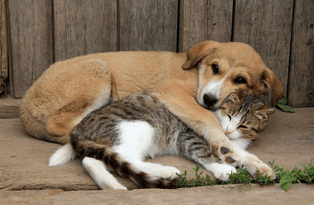 ��������� �������������� � ��������������� ���������� �������������� ��������� ��� ������������� ����������