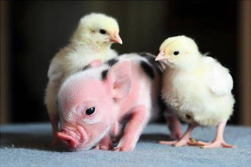 ��������� �������������� � ��������������� ���������� �������� ������� ��� ������������� ����������