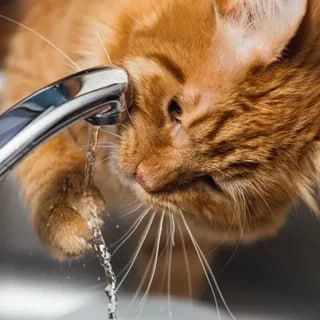 ����� ������ ���� �� ��������� ������� ������� �� 1 �������