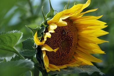 � ����� �������� ������������ ������ �������������