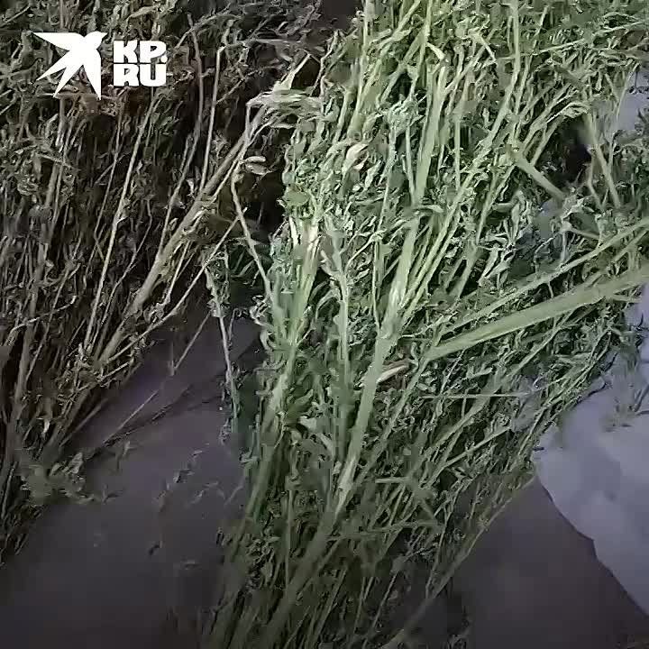 � ��� � �������� ������ 2 �� ���������