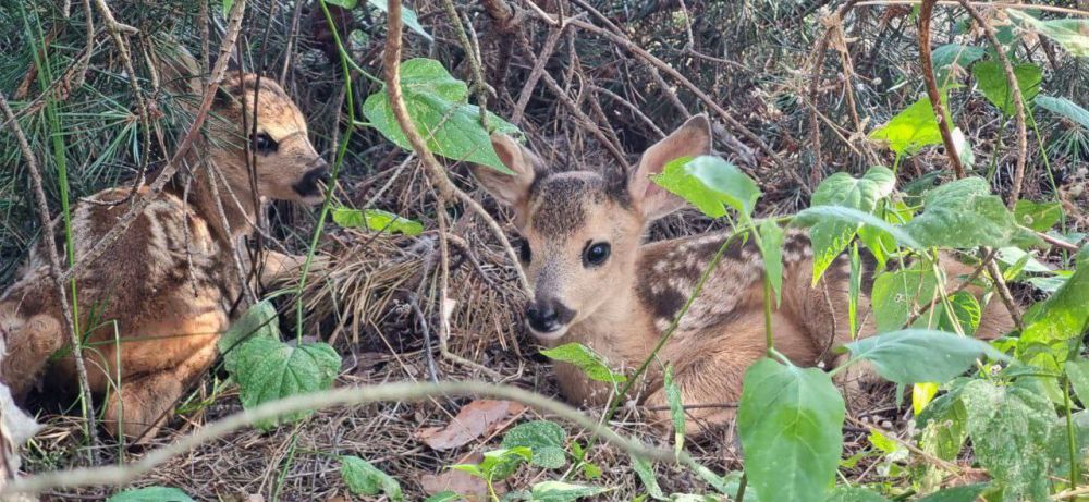 �������� ������ �� ���� ���� ������, �������� � ������� ���������� ��� �� ����������