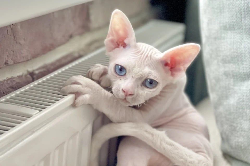 ��������� � ��������������� ����� ��� ������ �������� � 12 �������